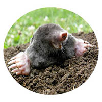 Chaska mole & grub control