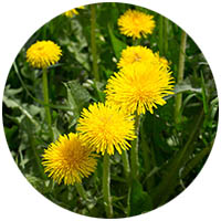 Chaska grass weed control